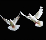 Белые птицы