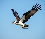 Хищная птица