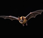 Летучие мыши