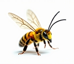 Пчела