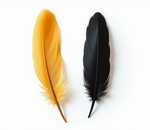 Перо (птичье)