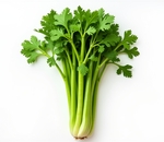 Сельдерей