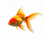 Золотая рыбка