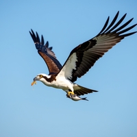 Хищная птица