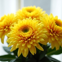 Хризантема