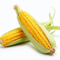 Кукуруза
