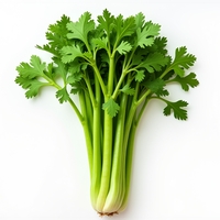 Сельдерей