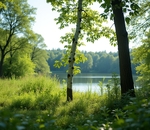 Береза