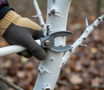 Побелка деревьев