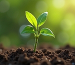 Прививка плодовых деревьев